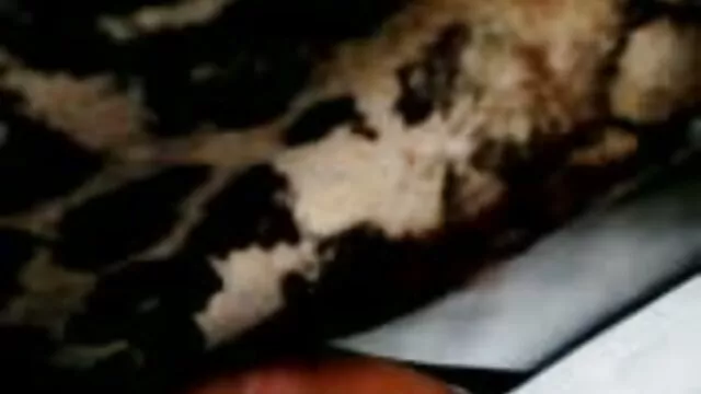 Gratis porno ingen registrering  Startet og dansk gratis porno koordineret