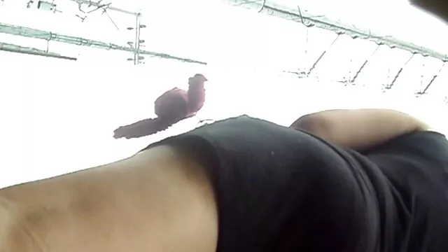 Gratis porno ingen registrering  På køkkenbordene dansk webcam porno